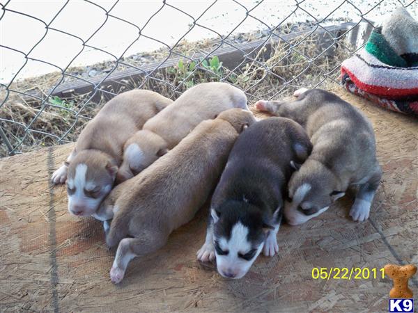 Puppies in Escondido